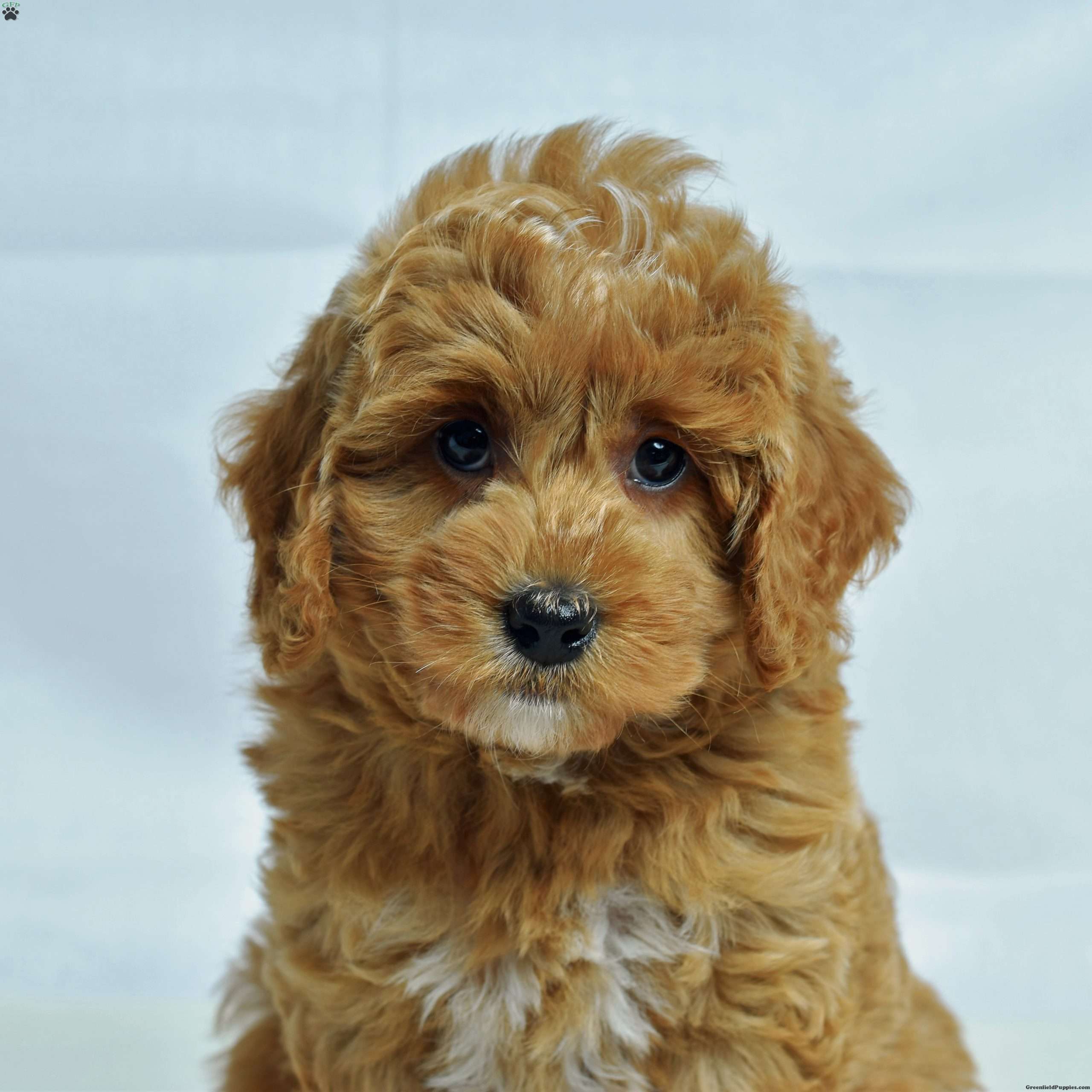 Iowa Cavapoo Puppy For Sale in Pennsylvania